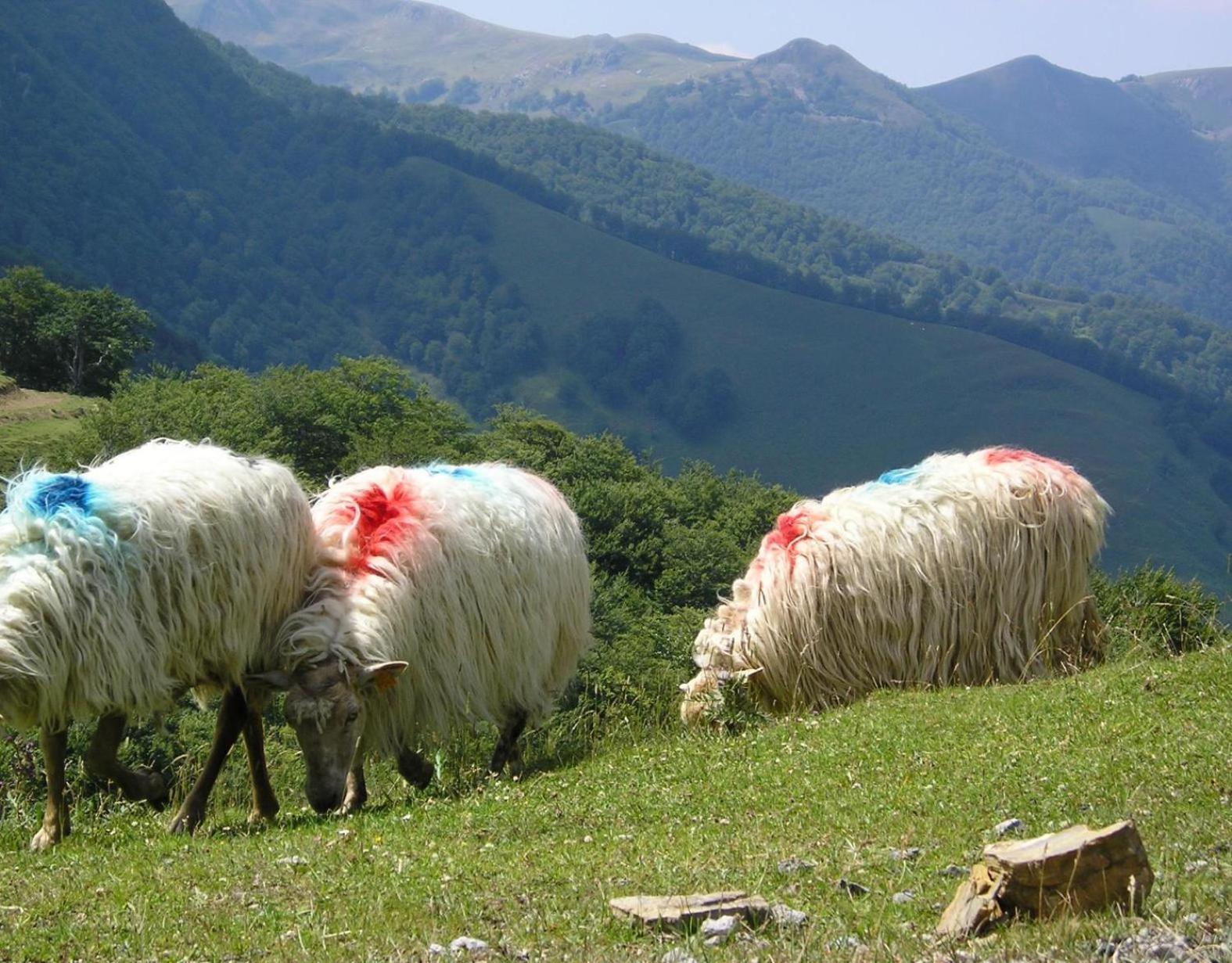 Kabila Enea 2 Διαμέρισμα Uztarroz Εξωτερικό φωτογραφία